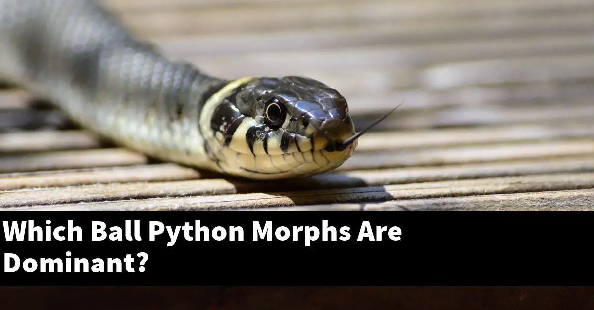 Which Ball Python Morphs Are Dominant?