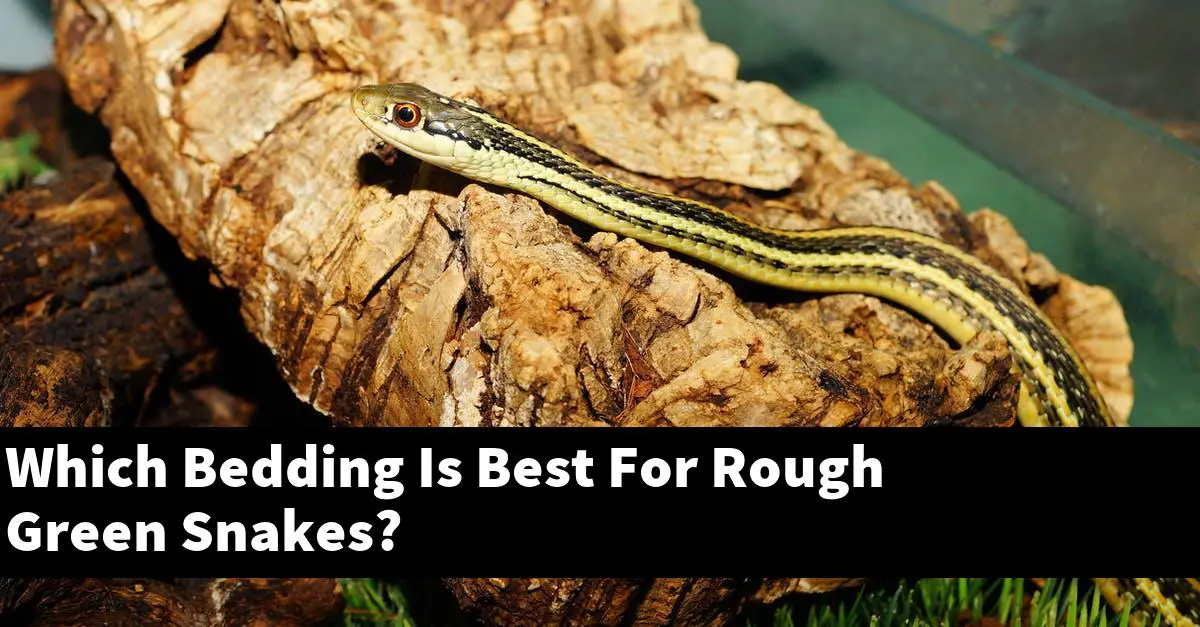Which Bedding Is Best For Rough Green Snakes?