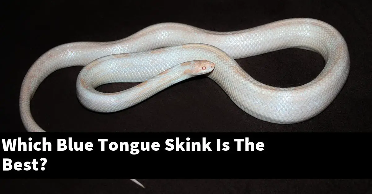 Which Blue Tongue Skink Is The Best?