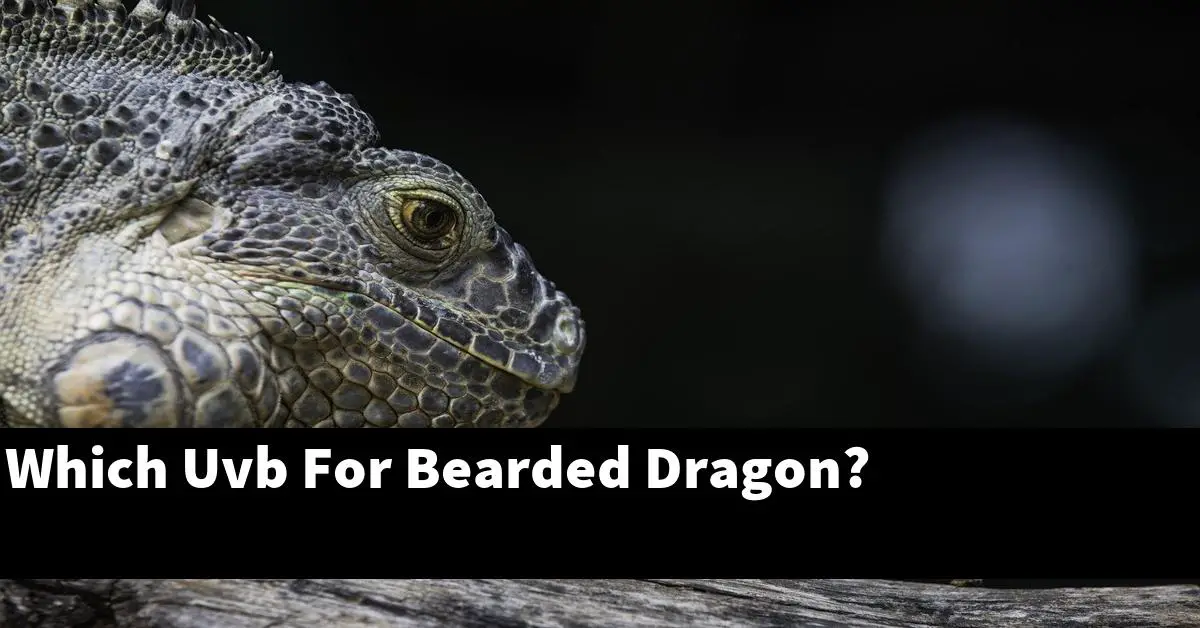 Which Uvb For Bearded Dragon?