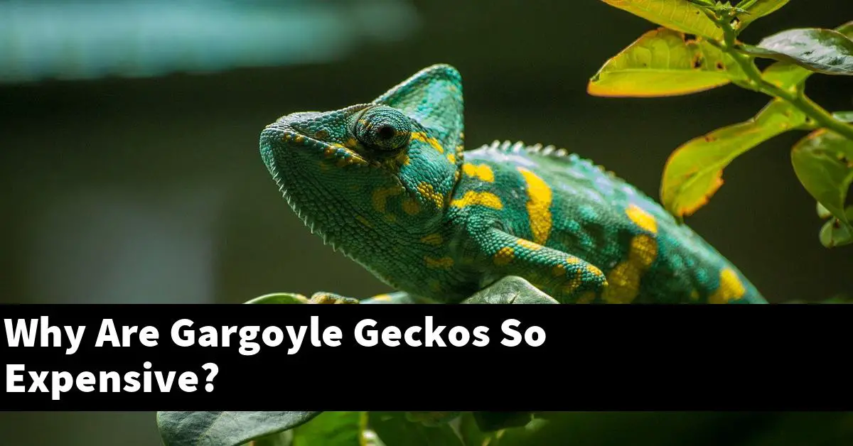 Why Are Gargoyle Geckos So Expensive?