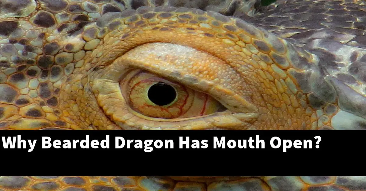 Why Bearded Dragon Has Mouth Open?