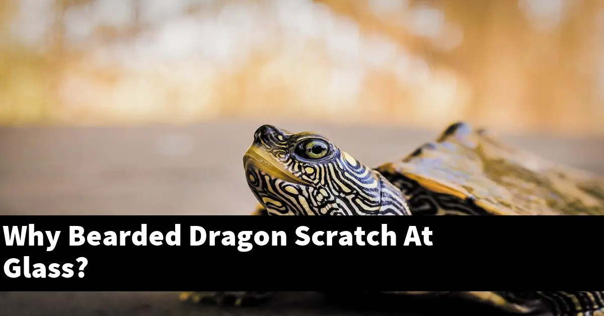 Why Bearded Dragon Scratch At Glass?