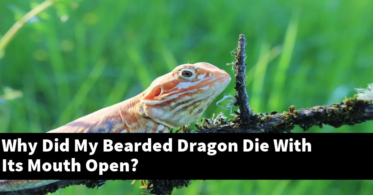 Why Did My Bearded Dragon Die With Its Mouth Open?