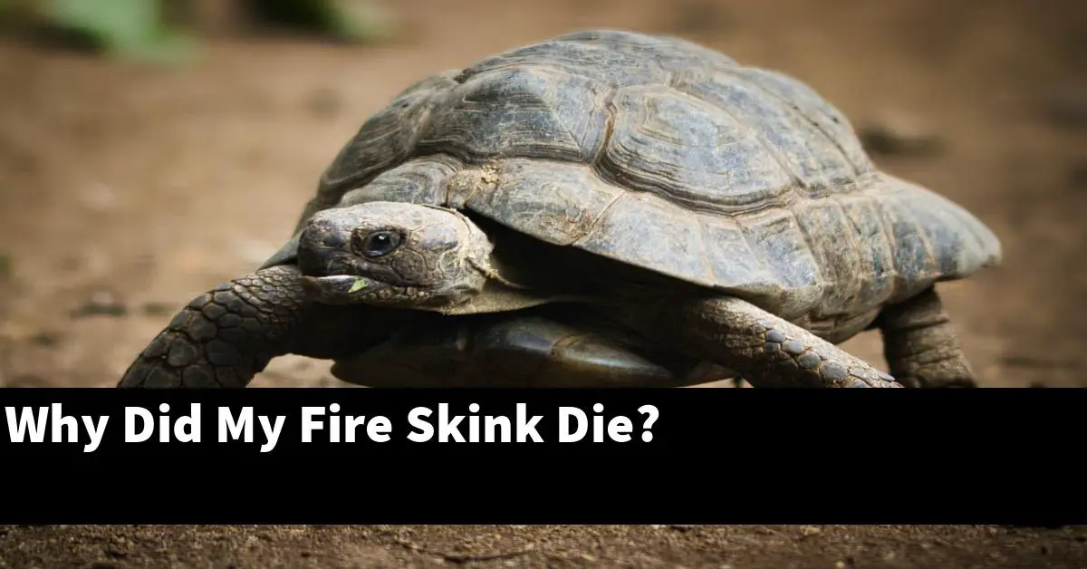 Why Did My Fire Skink Die?