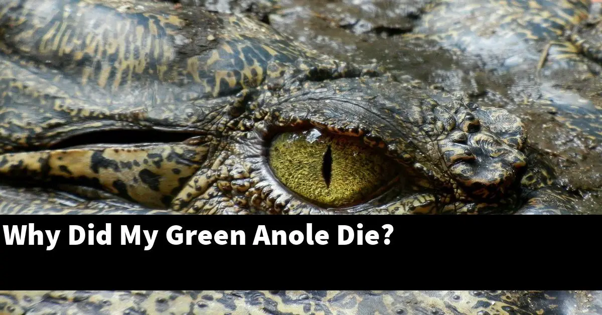 Why Did My Green Anole Die?