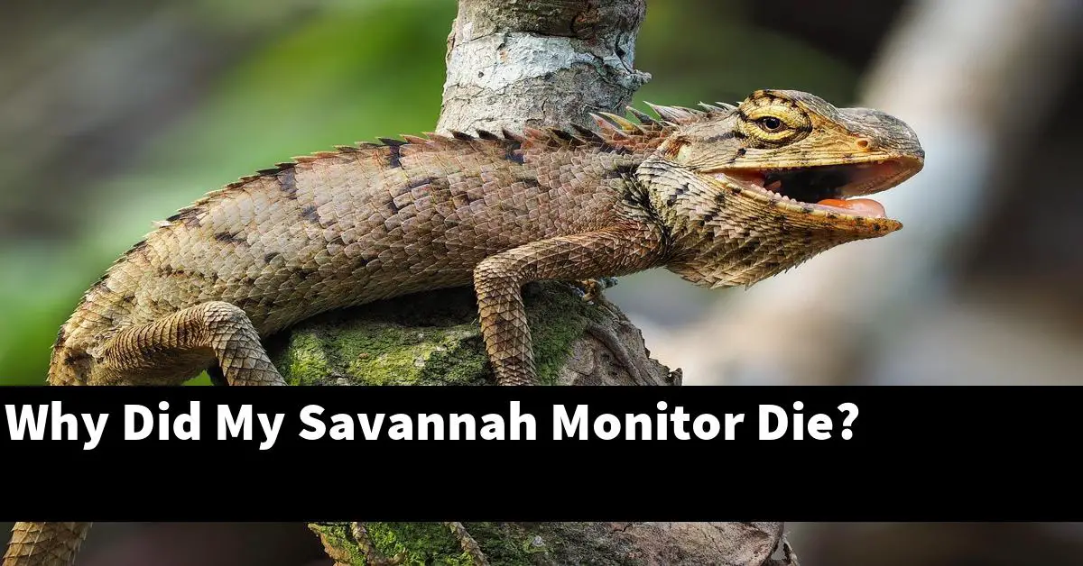 Why Did My Savannah Monitor Die?