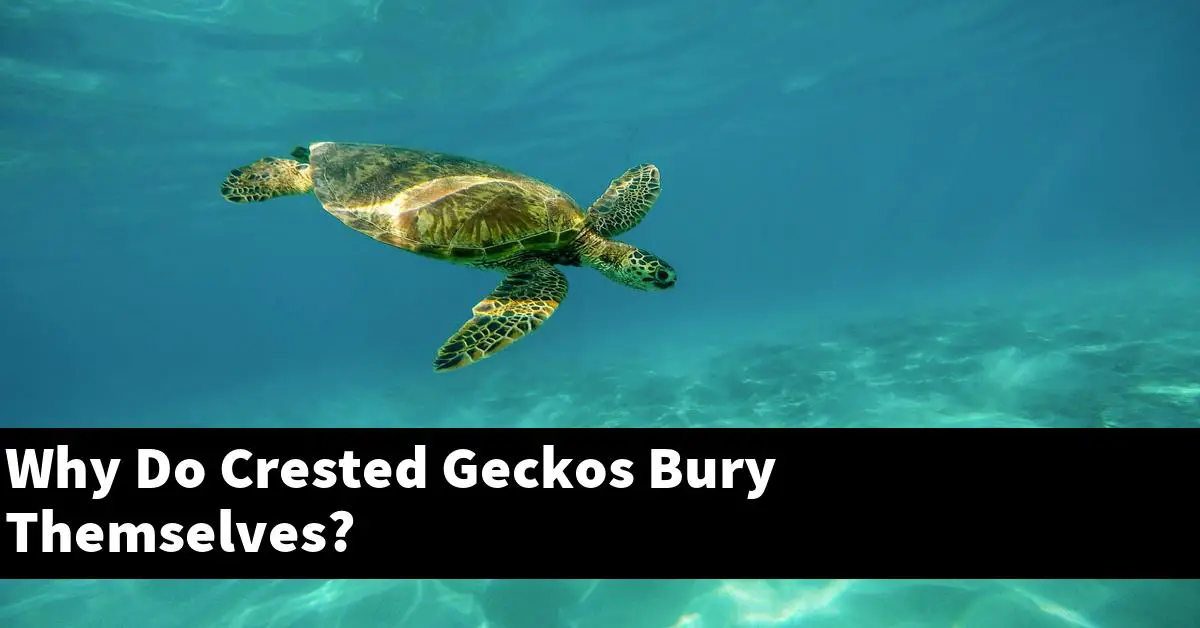 Why Do Crested Geckos Bury Themselves?