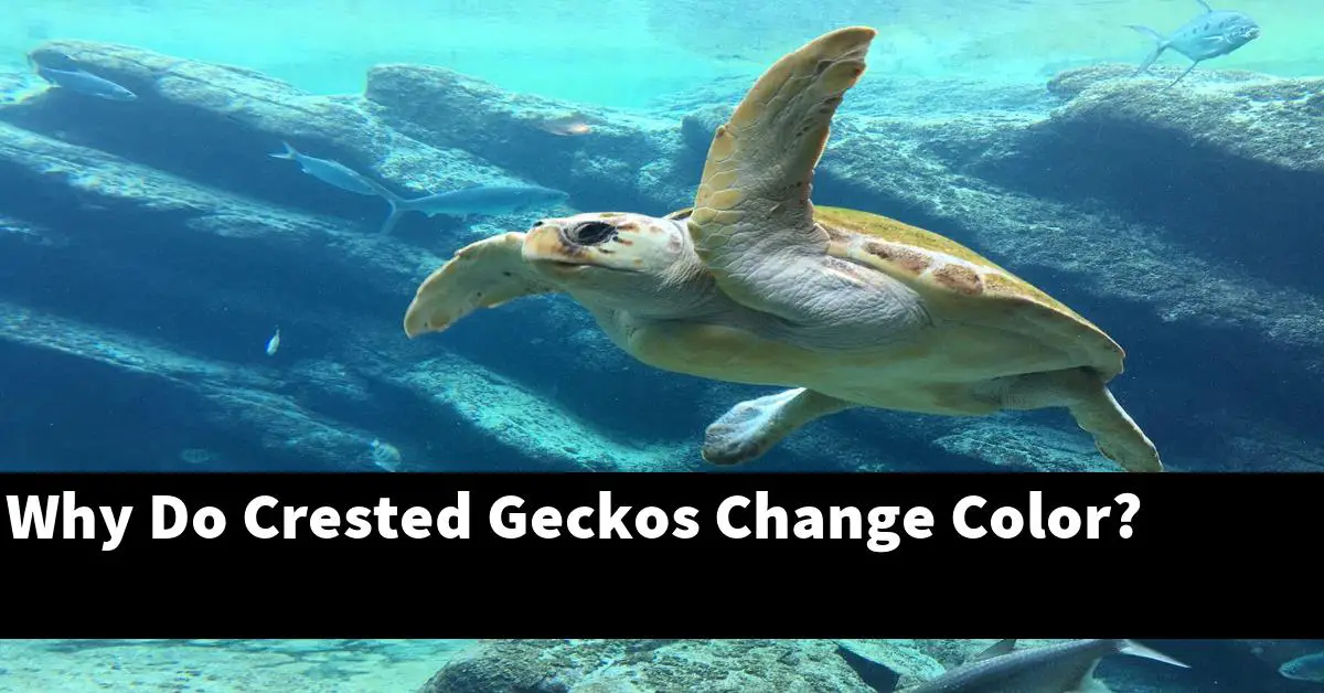 Why Do Crested Geckos Change Color?