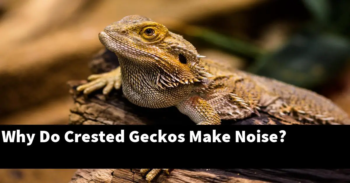 Why Do Crested Geckos Make Noise?