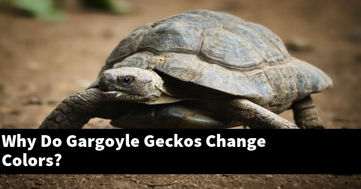 Why Do Gargoyle Geckos Change Colors?