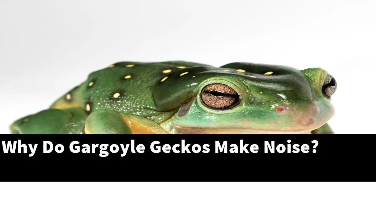 Why Do Gargoyle Geckos Make Noise?