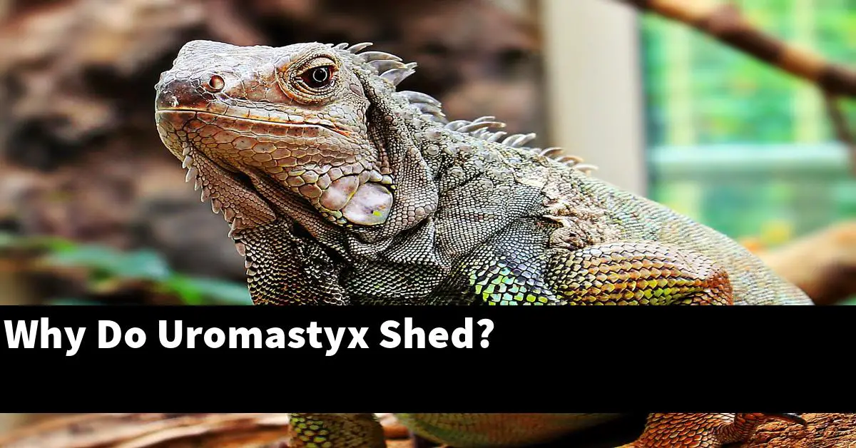 Why Do Uromastyx Shed?