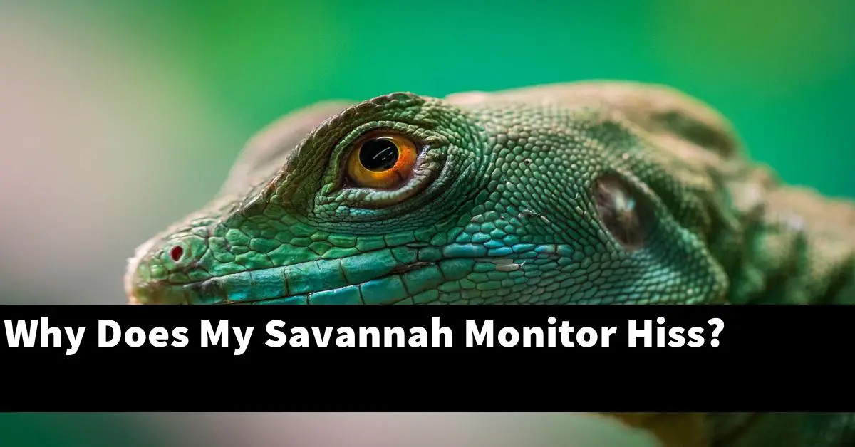 Why Does My Savannah Monitor Hiss?