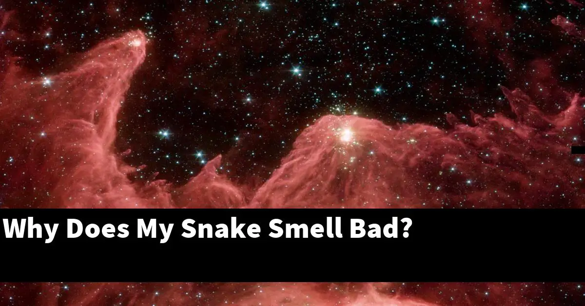 Why Does My Snake Smell Bad?