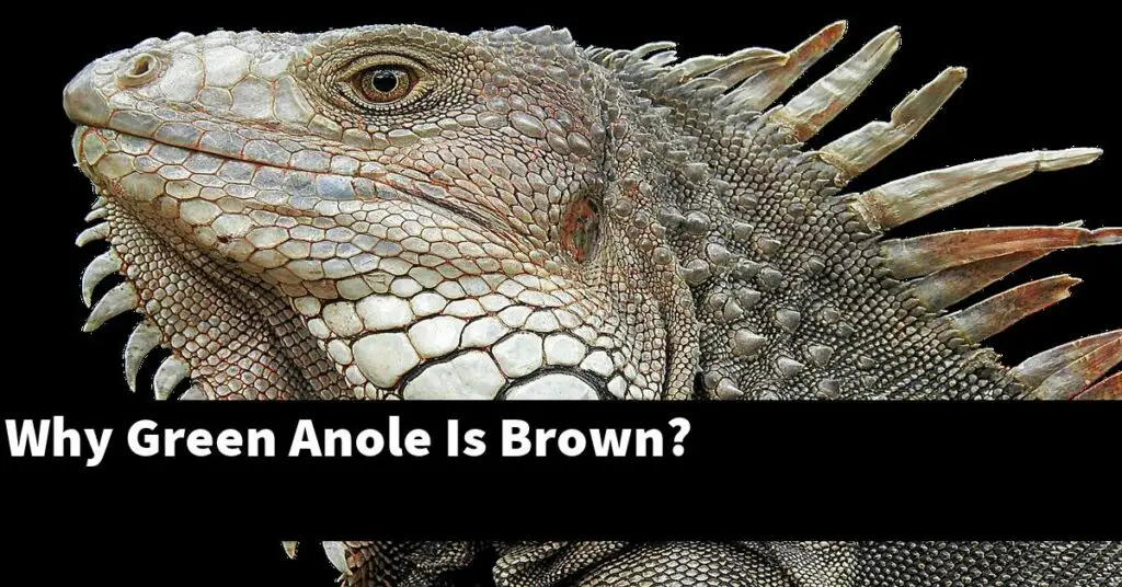 Why My Green Anoles Turn Brown? - My Reptile Blog