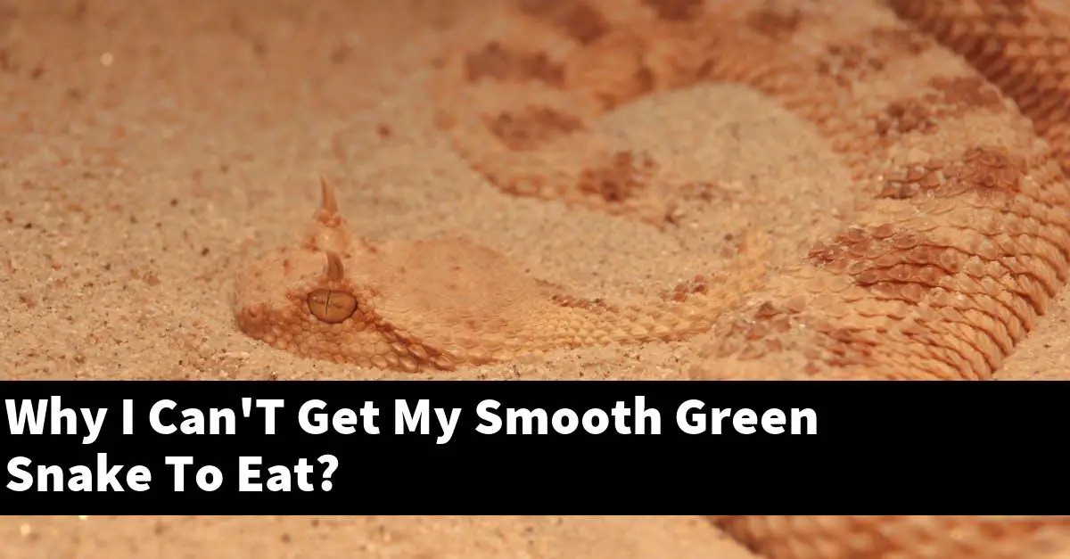 Why I Can'T Get My Smooth Green Snake To Eat?