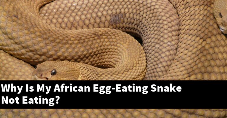 Why Is My African Egg-Eating Snake Not Eating? - My Reptile Blog