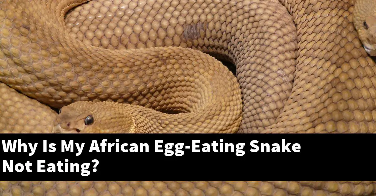 Why Is My African Egg-Eating Snake Not Eating?