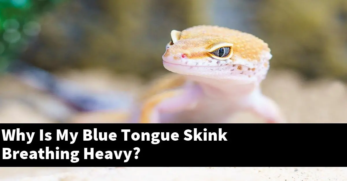 Why Is My Blue Tongue Skink Breathing Heavy?