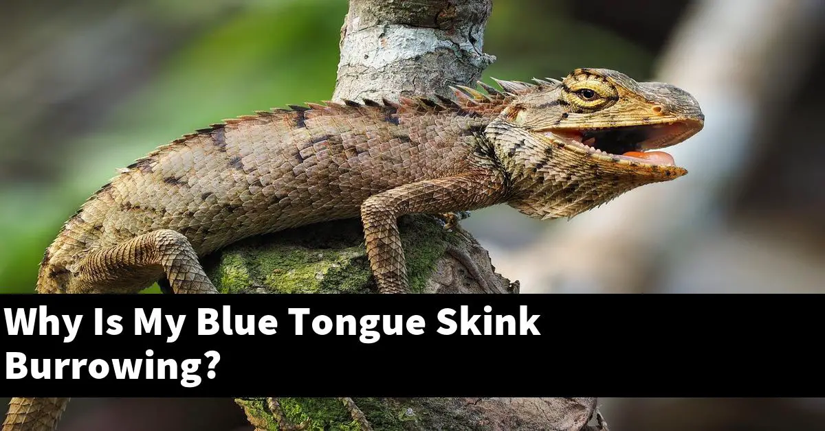 Why Is My Blue Tongue Skink Burrowing?