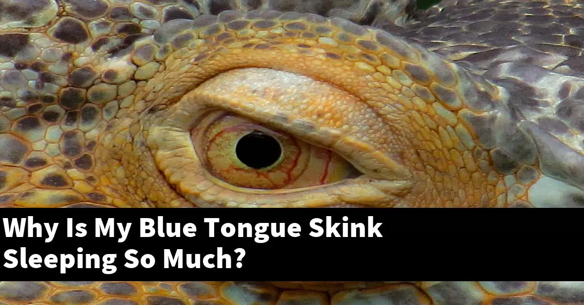 Why Is My Blue Tongue Skink Sleeping So Much?