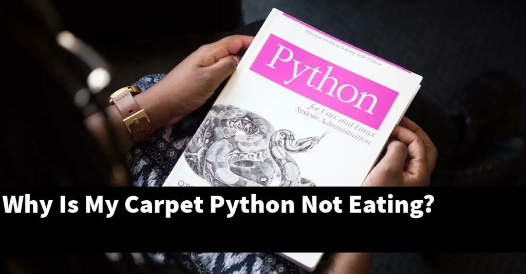 Why Is My Carpet Python Not Eating? My Reptile Blog