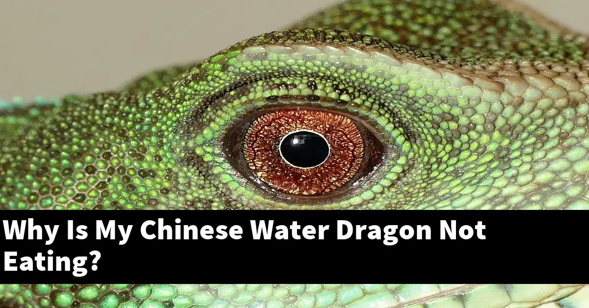 Why Is My Chinese Water Dragon Not Eating?