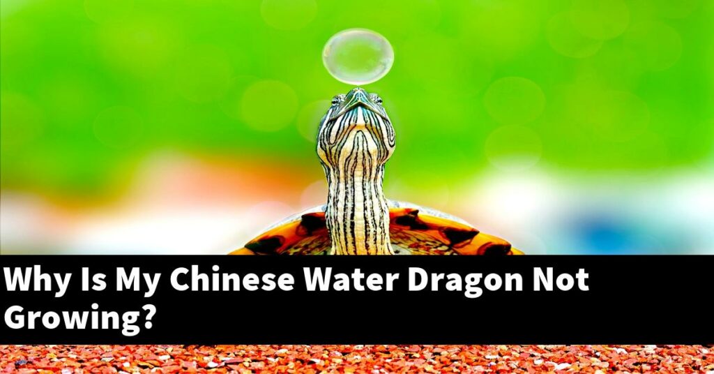 Why Is My Chinese Water Dragon Not Growing? My Reptile Blog