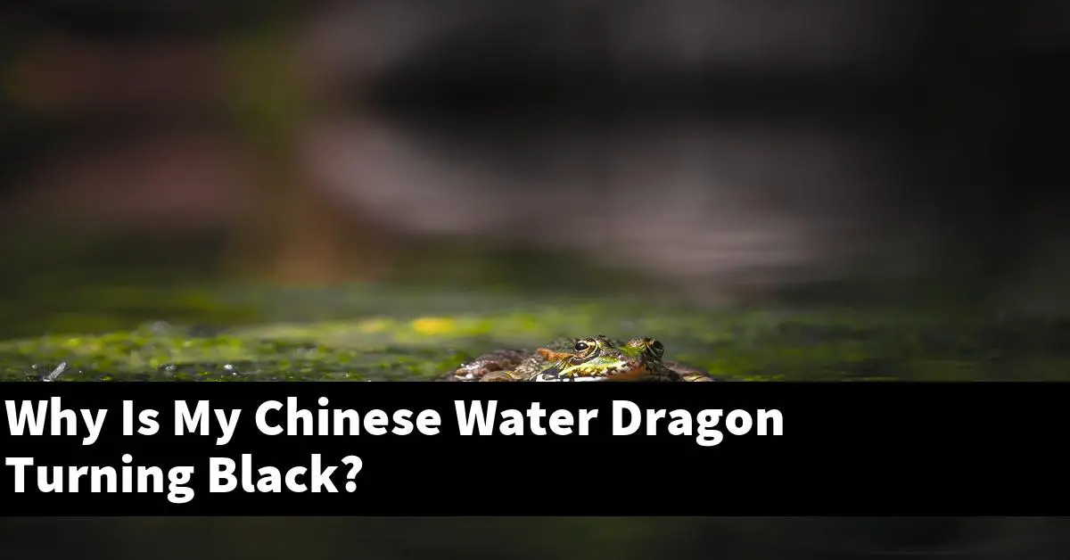 Why Is My Chinese Water Dragon Turning Black?