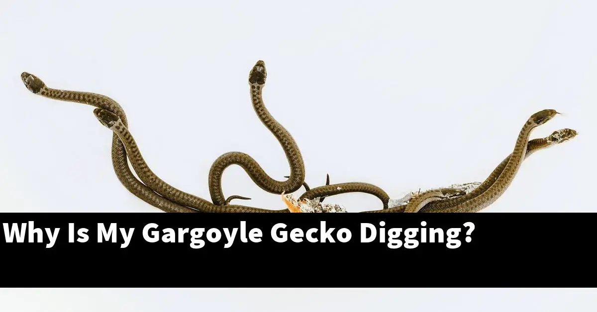 Why Is My Gargoyle Gecko Digging?