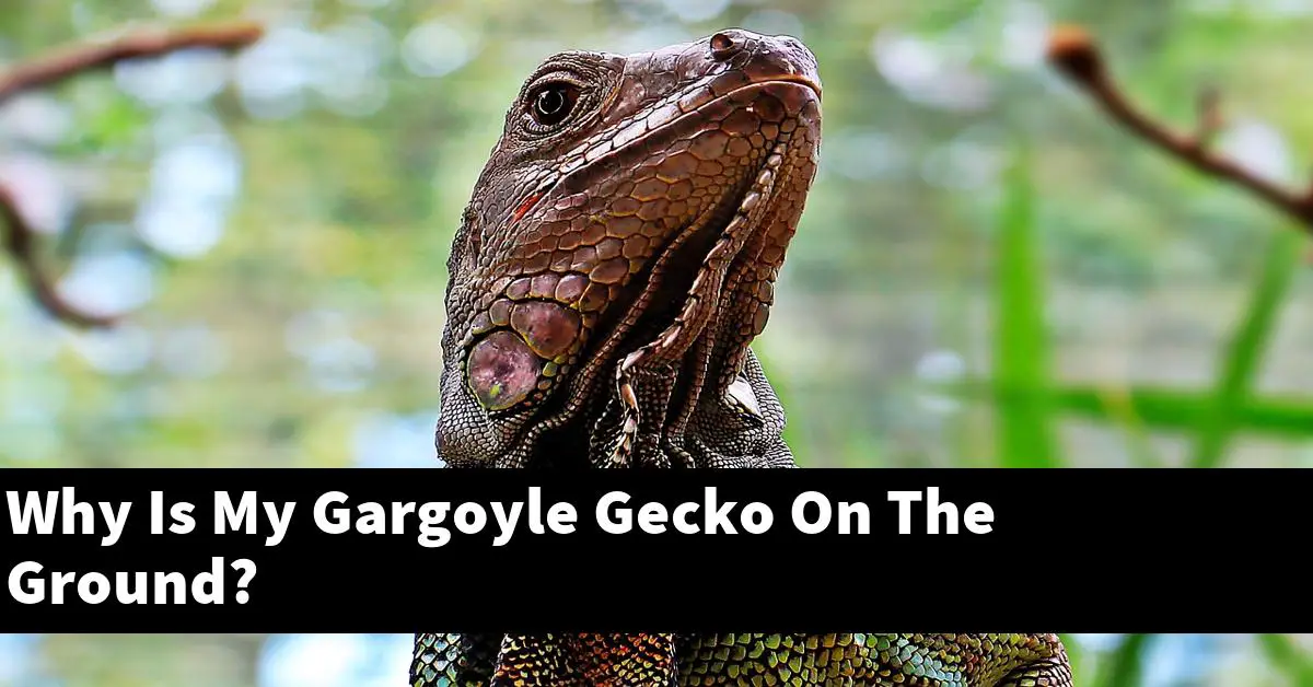 Why Is My Gargoyle Gecko On The Ground?