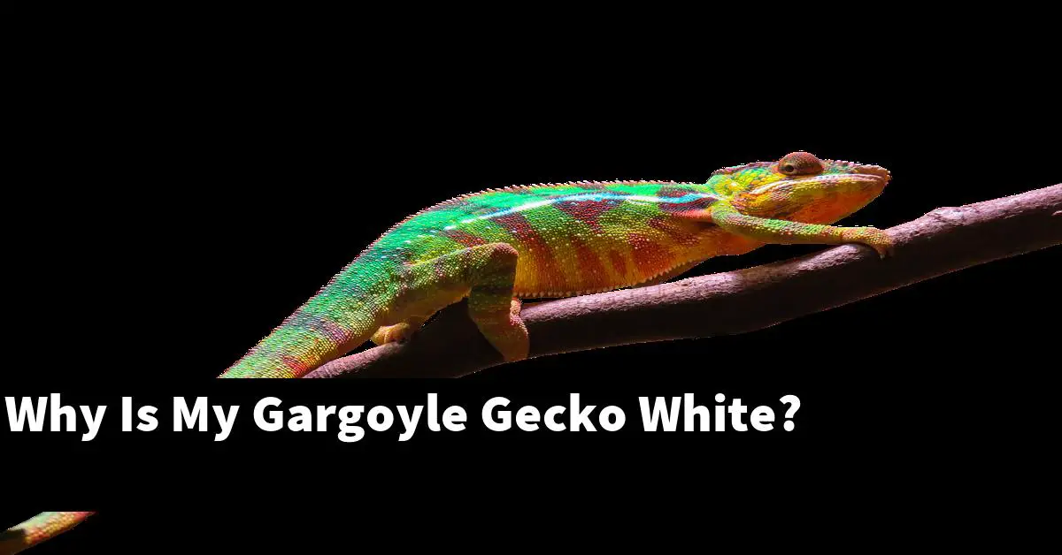 Why Is My Gargoyle Gecko White?