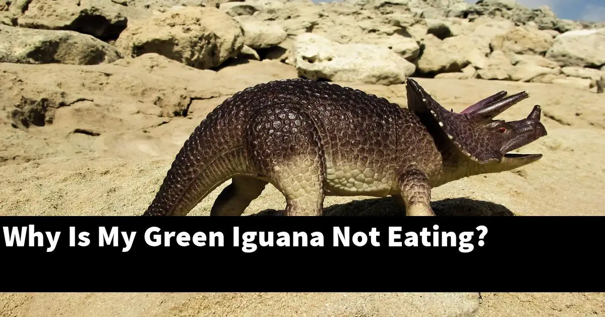Why Is My Green Iguana Not Eating?