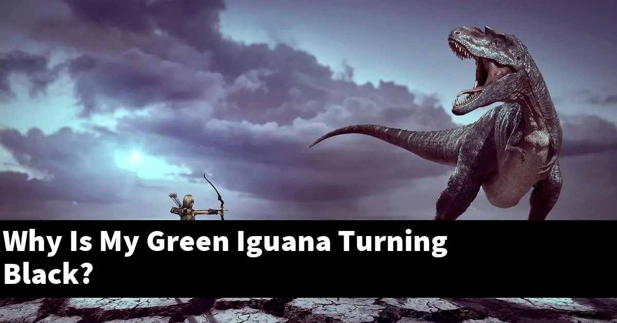 Why Is My Green Iguana Turning Black?