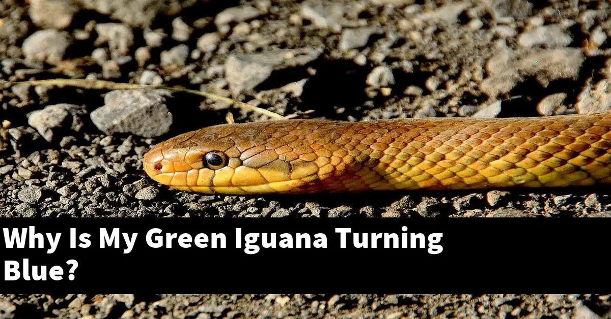 Why Is My Green Iguana Turning Blue?