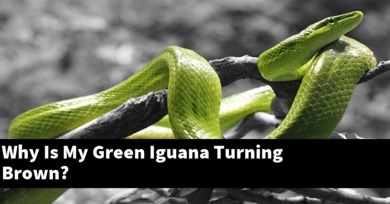 Why Is My Green Iguana Turning Brown? - My Reptile Blog