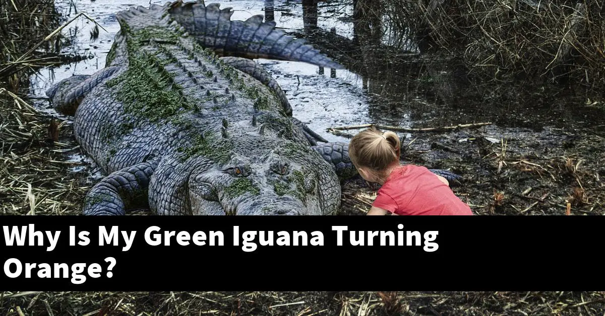 Why Is My Green Iguana Turning Orange?