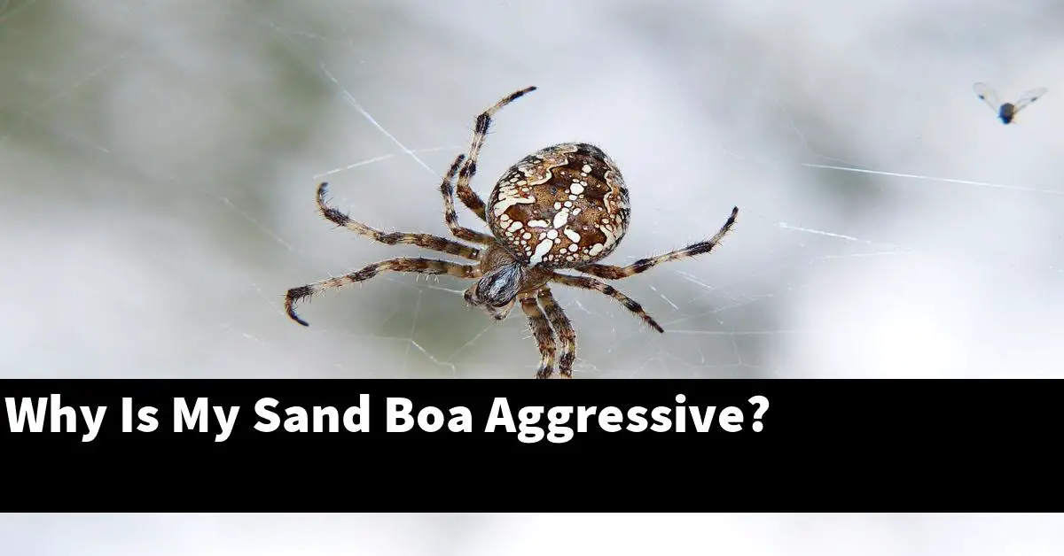 Why Is My Sand Boa Aggressive?