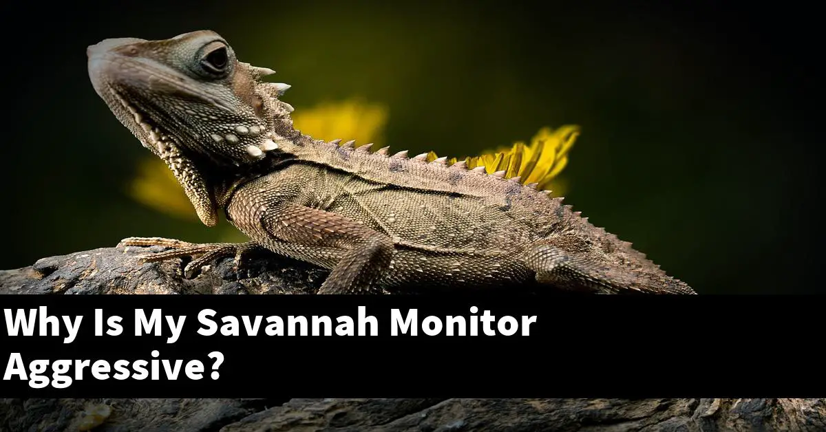 Why Is My Savannah Monitor Aggressive?