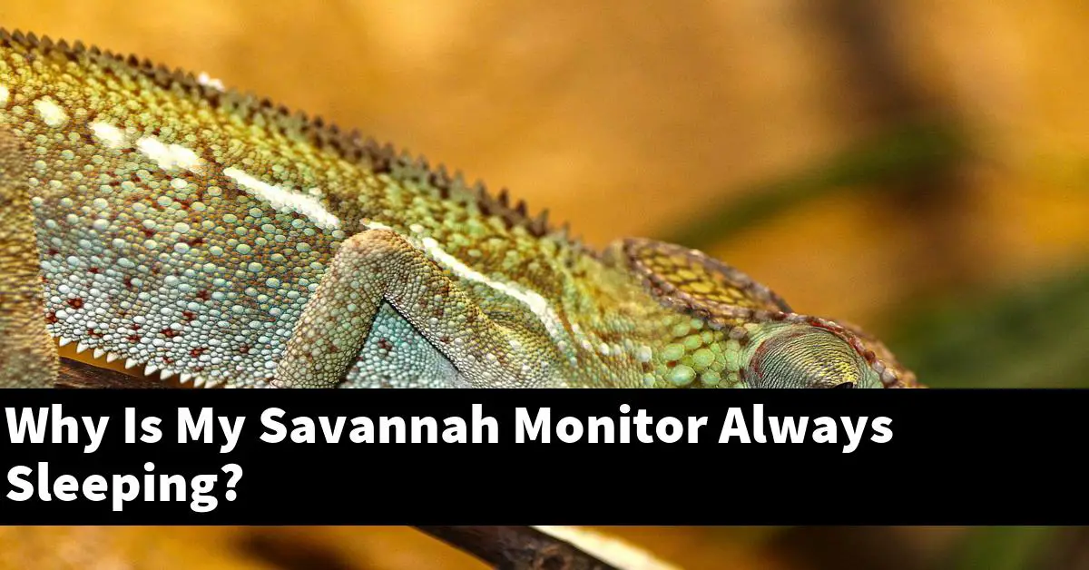Why Is My Savannah Monitor Always Sleeping?