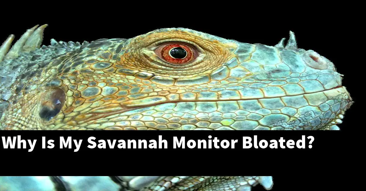 Why Is My Savannah Monitor Bloated?
