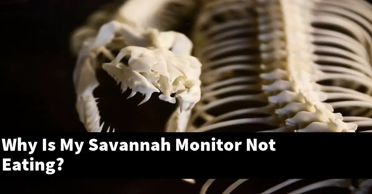 Why Is My Savannah Monitor Not Eating?