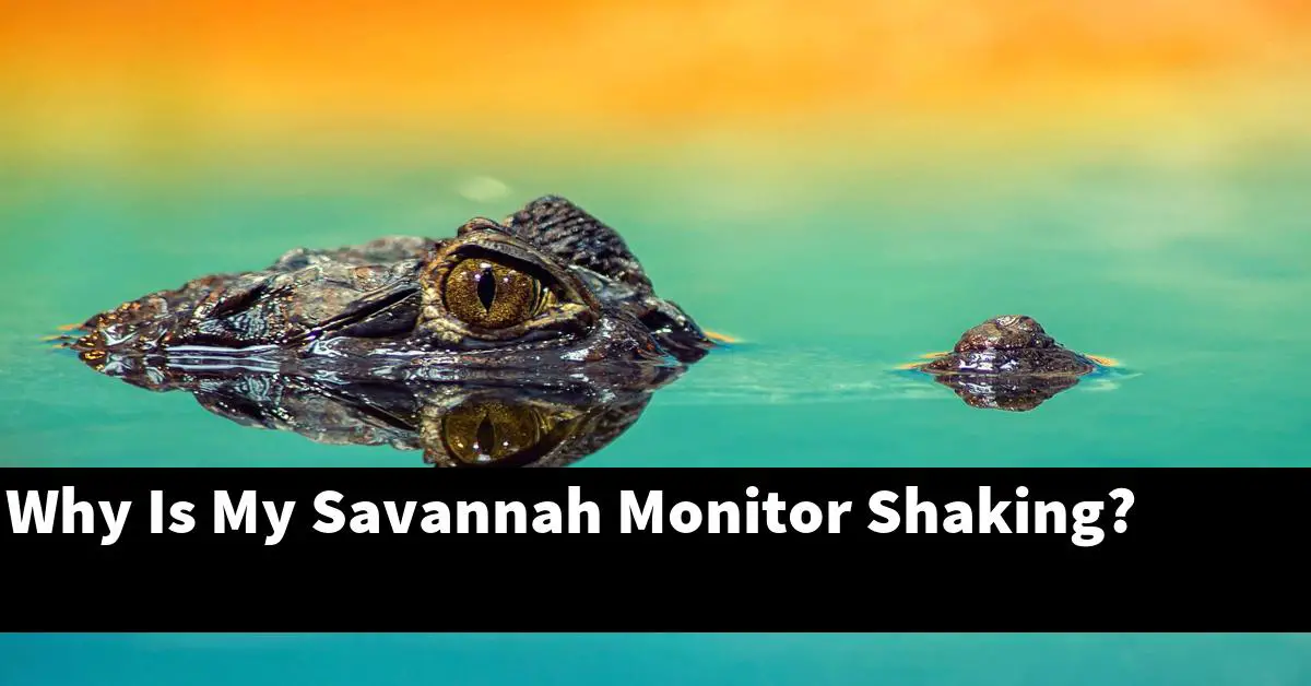 Why Is My Savannah Monitor Shaking?