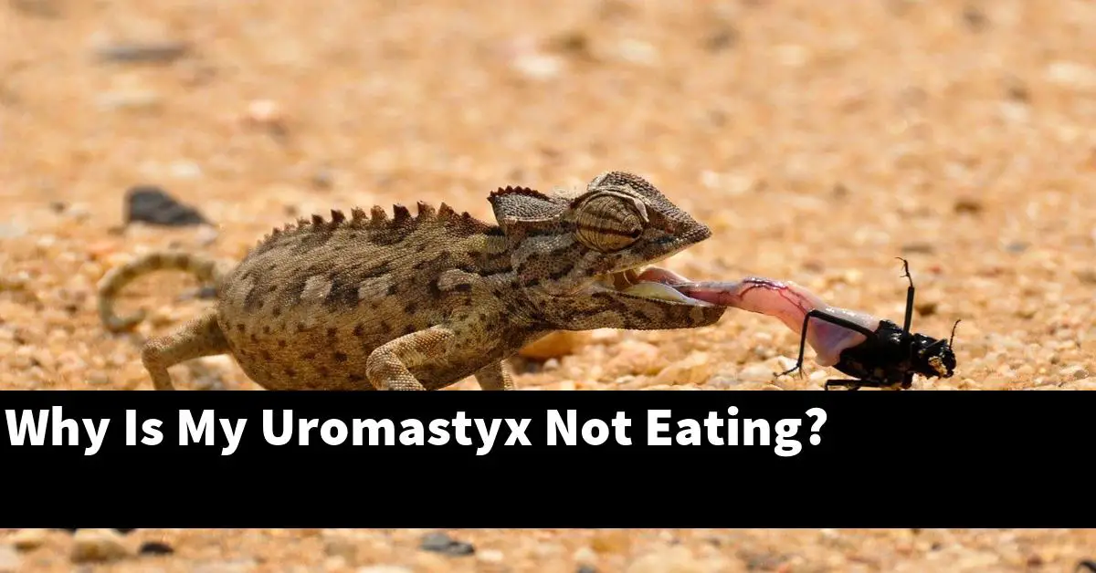 Why Is My Uromastyx Not Eating?