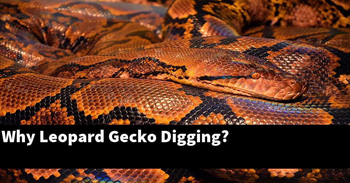 Why Leopard Gecko Digging?