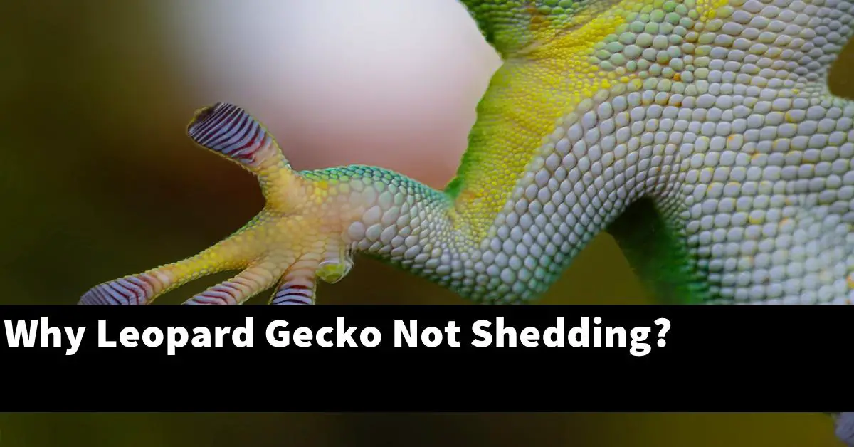 Why Leopard Gecko Not Shedding?