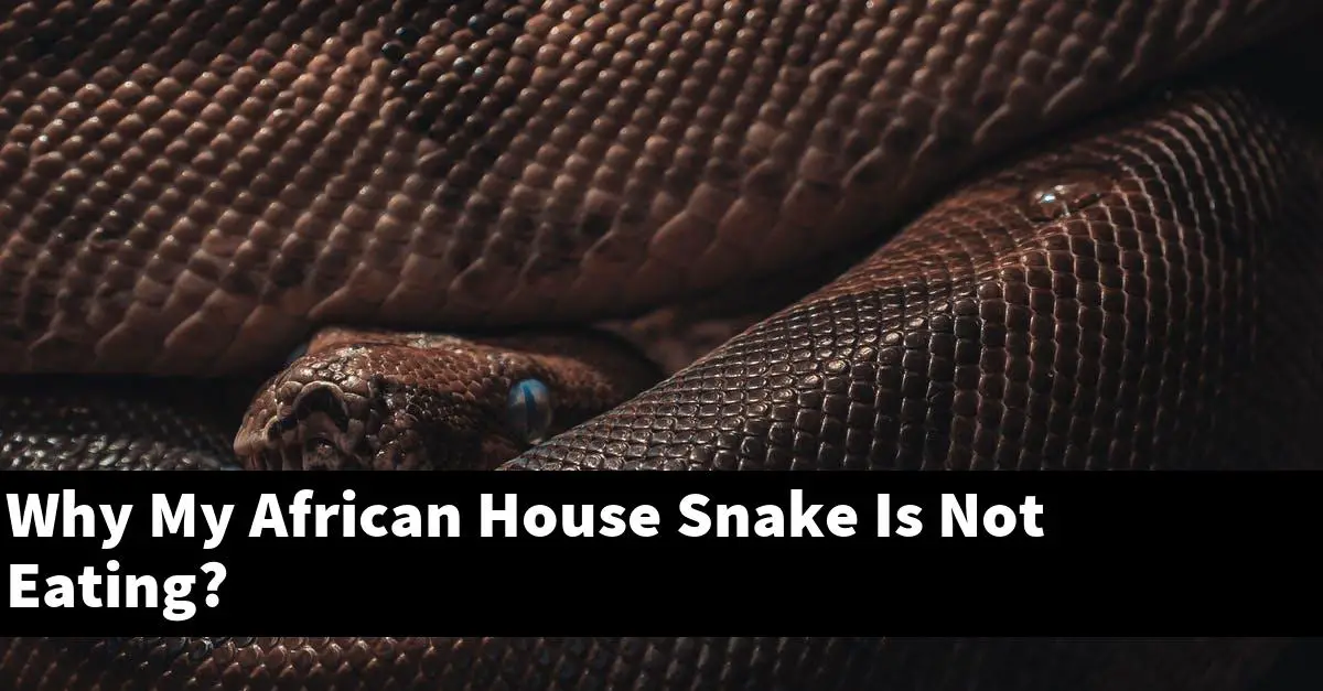 Why My African House Snake Is Not Eating?