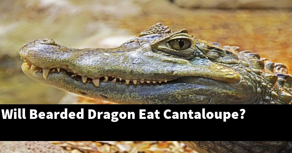 Will Bearded Dragon Eat Cantaloupe?