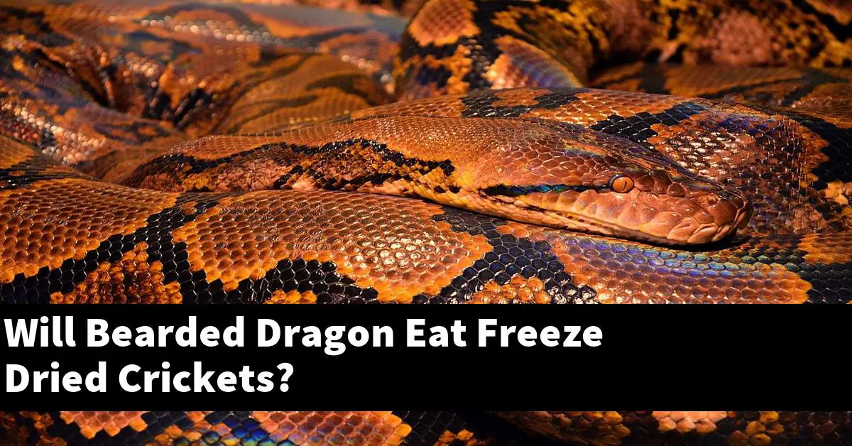 Will Bearded Dragon Eat Freeze Dried Crickets?